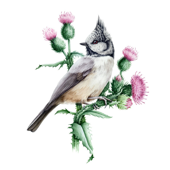 Little crested tit