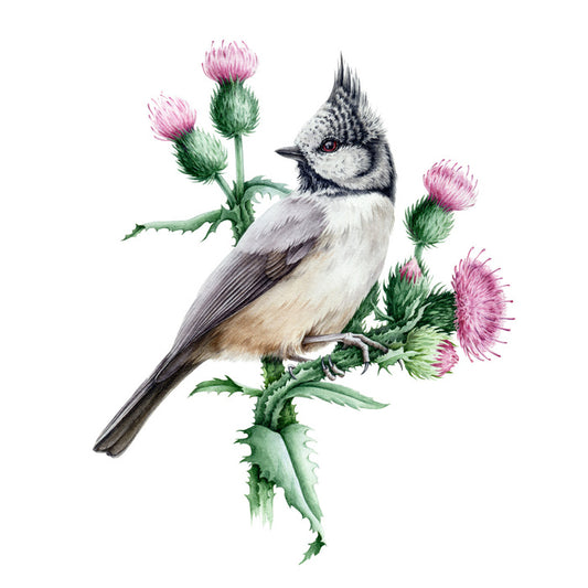 Little crested tit