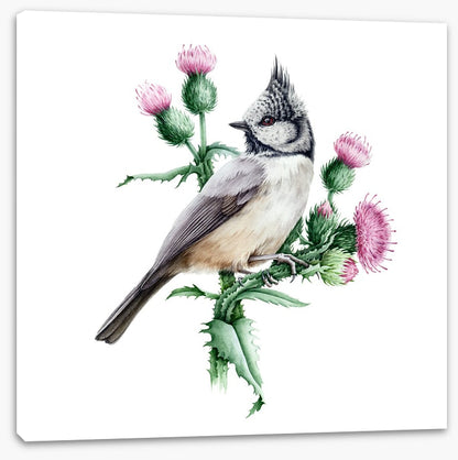 Little crested tit