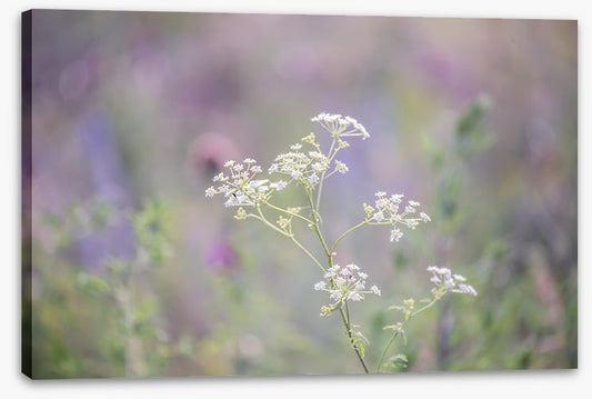 Meadows