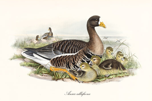 Anser albifrons