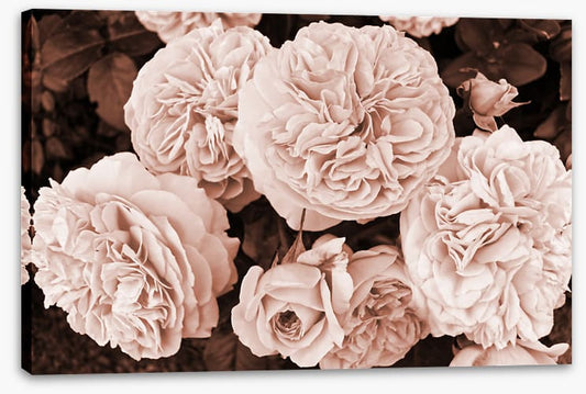 Yesteryear blooms