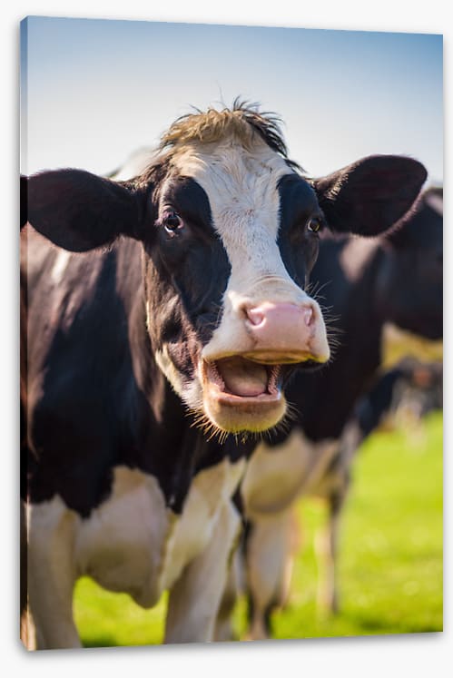 Laughing cow