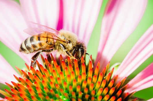 The pollinator