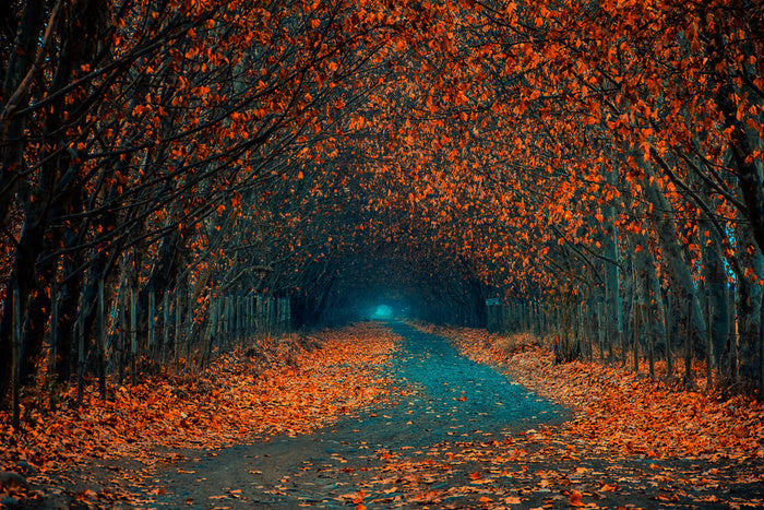 Follow the foliage