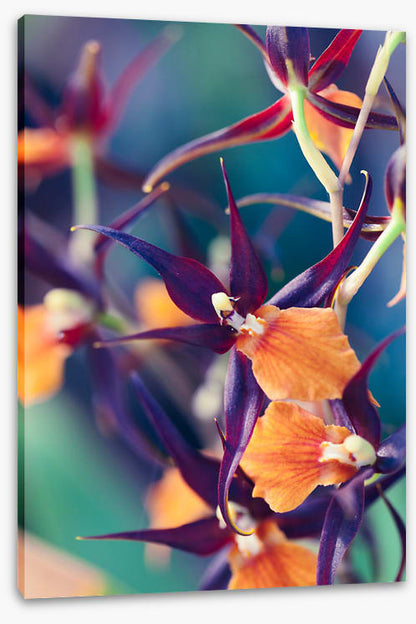 Summer orchids