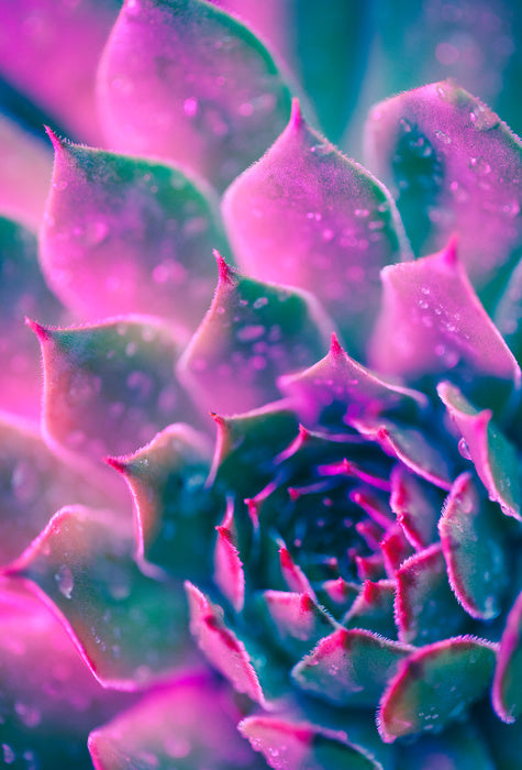 Succulent pinks