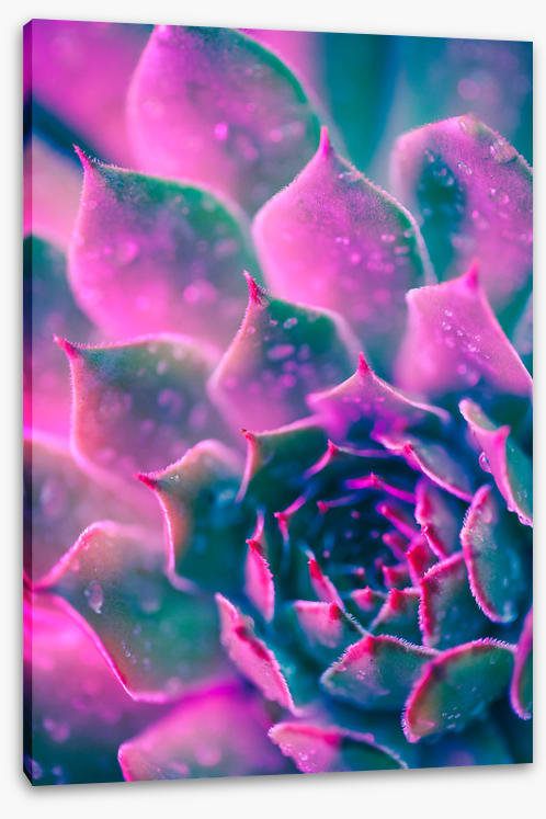 Succulent pinks