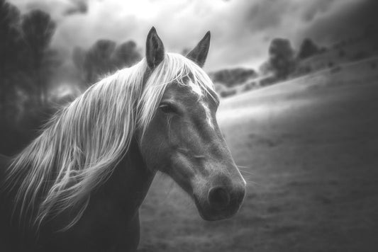 Mane attraction