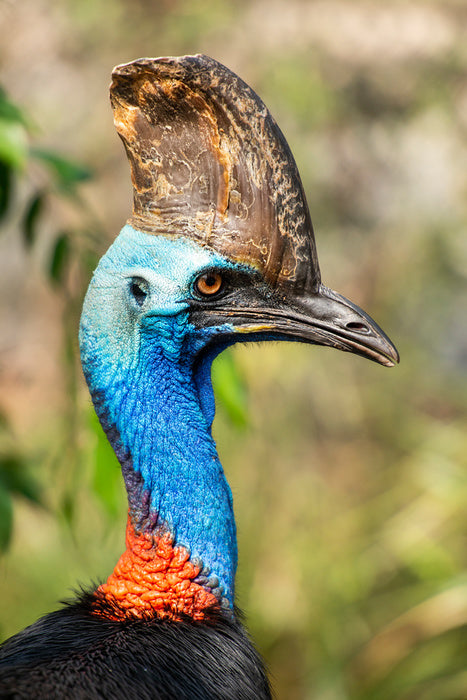 Cassowary casque