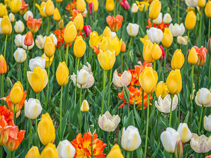 Meadows