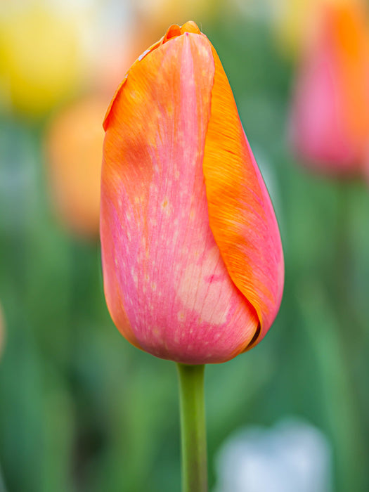 Lonely tulip