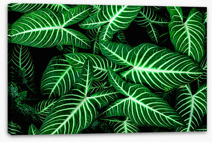 Frondly