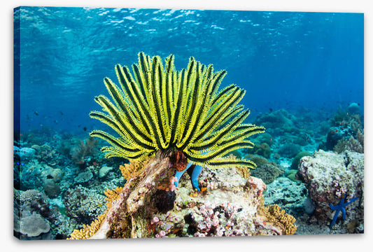 Yellow crinoid fan