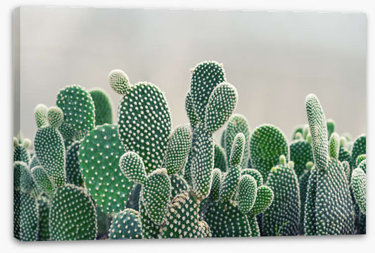 Prickly pears