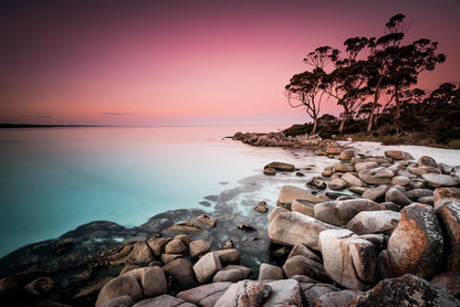Blush from the bay