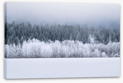 Forests