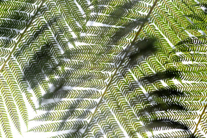 Leaves