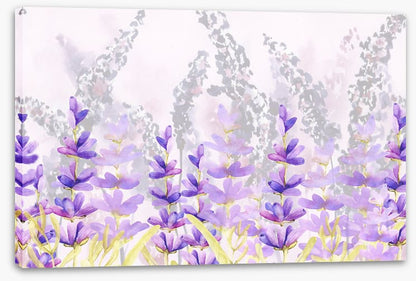 Lovely lavender