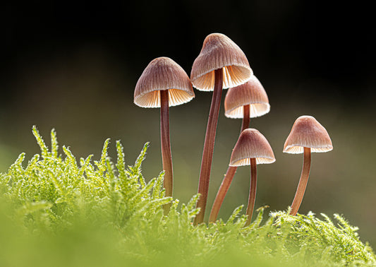 Fungi five