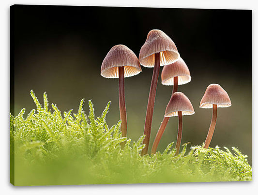 Fungi five