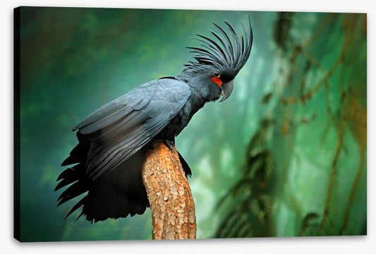 Palm cockatoo