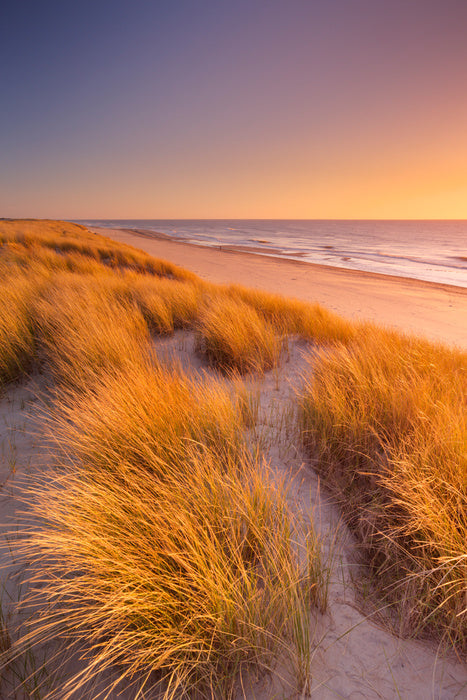 Golden grass sundown