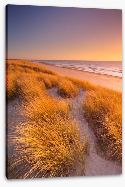 Golden grass sundown