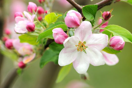 Pink apple blossom