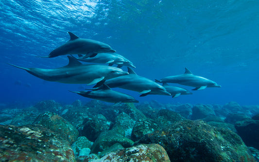 Swimming with the pod