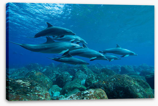 Swimming with the pod