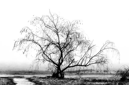 Silhouette by the stream