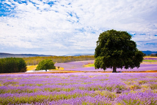 Picture perfect lavender farm