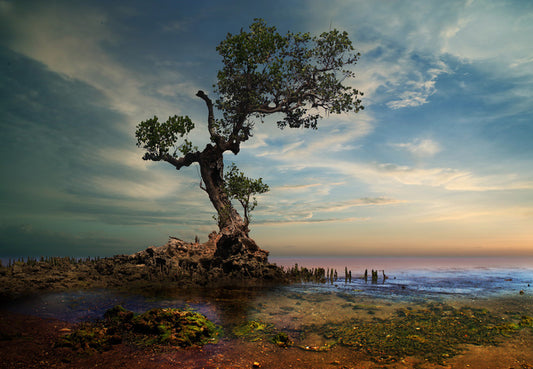 By the twisted pine