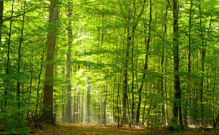 Lush green forest