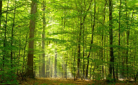 Lush green forest