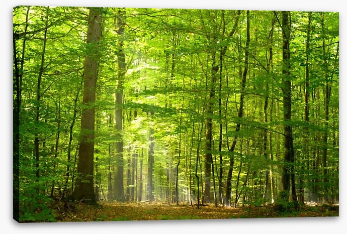 Lush green forest