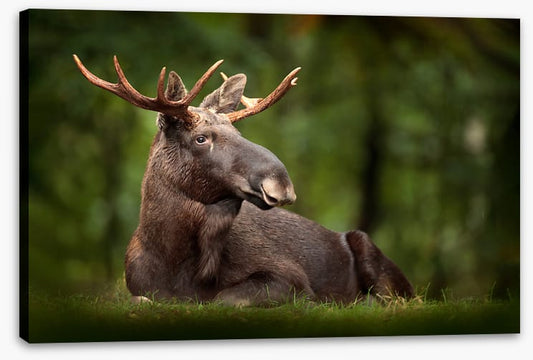 Elk at ease