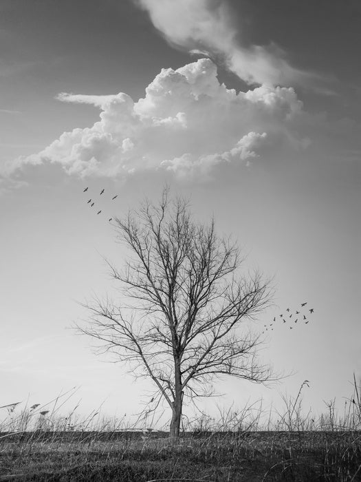 Where birds fly