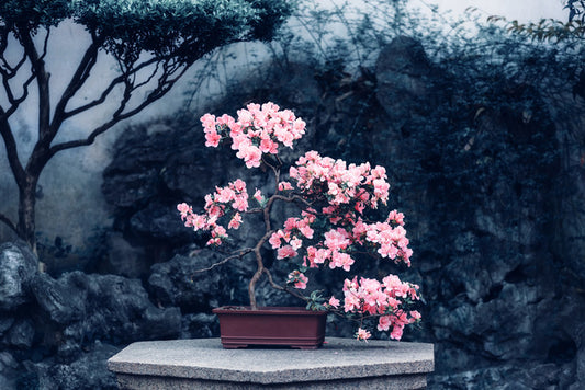 Camellia calm