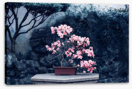 Camellia calm