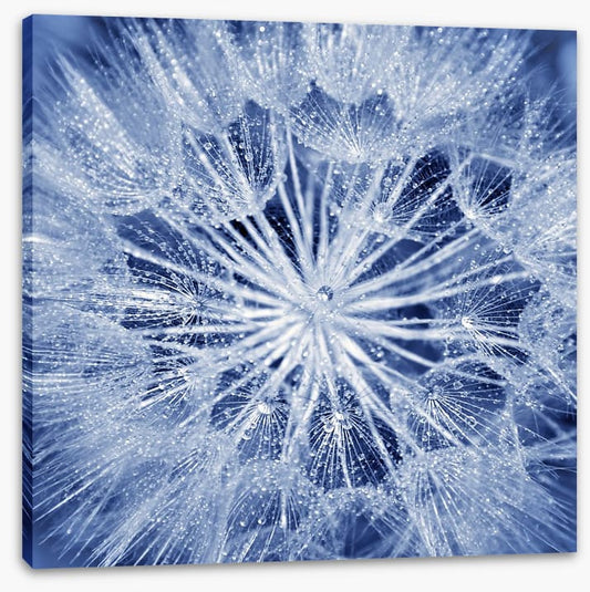 Dewy dandelion