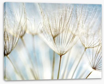 Make a wish
