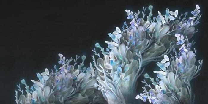 Coral me blue