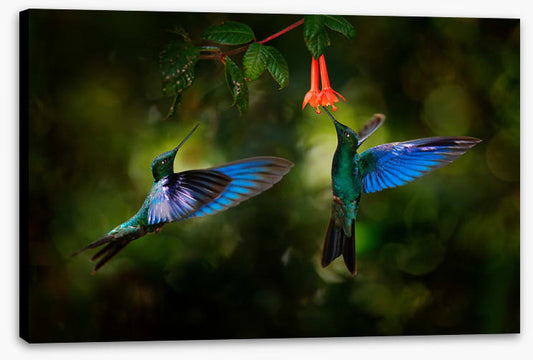 Hummingbird harmony