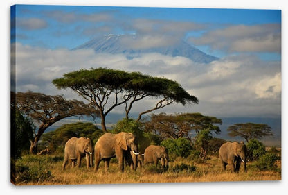 Mount Kilimanjaro elephants