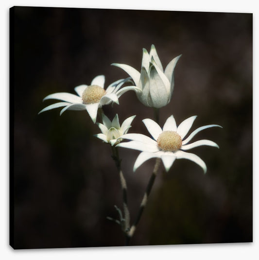 Four flannel flowers