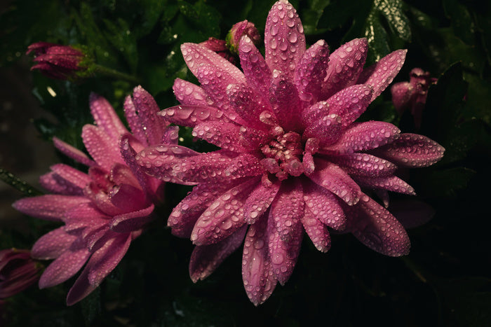 Midnight dew