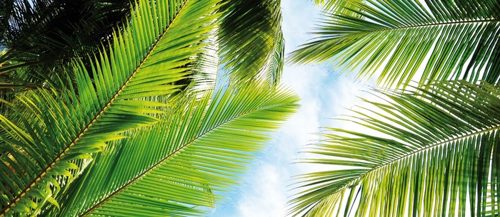 Palm leaves