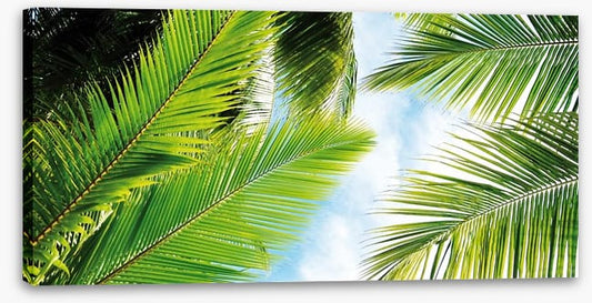 Palm leaves